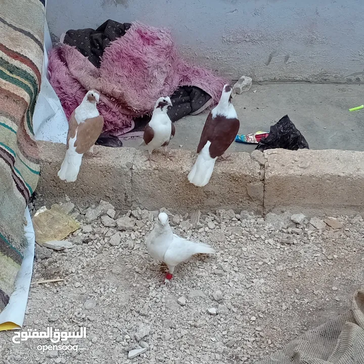 جوز برابسة وفرخة. مع فحل بولندي  فحل وحبة فرداويات وجوز شغالات كفالة