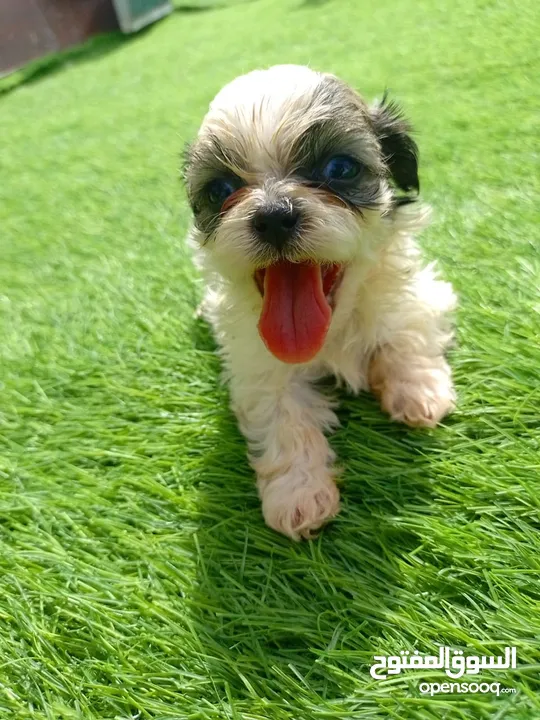 Shit tzu available Pomerania tea cup Maltipoo