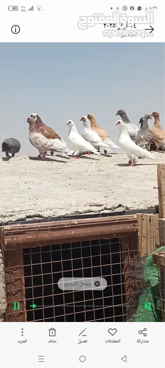 حمام للبيع