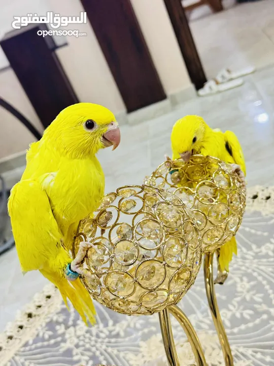 فرخين دره لاتينَو عين حمرا  تبارك الله العمر 70 يوم اسبوعين وبنفطمو