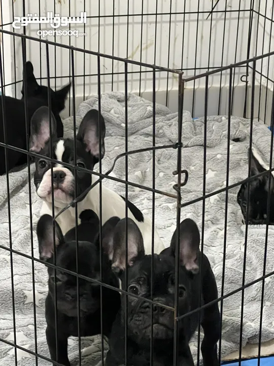 French bulldog puppies