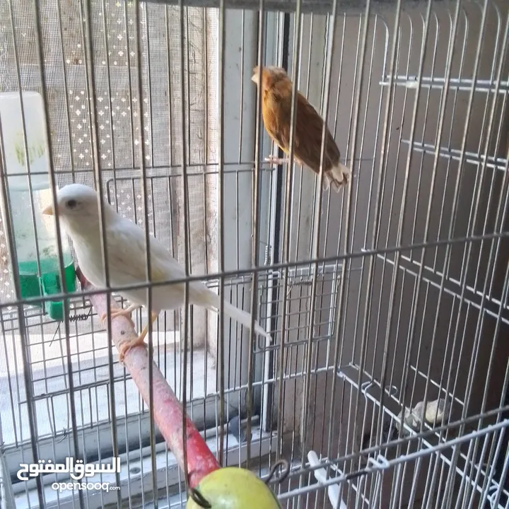 ذكور كنار جاهزين عمر سنه ونص وثاني سنه  وروز جاهزين عمر سنه ذكر واثى