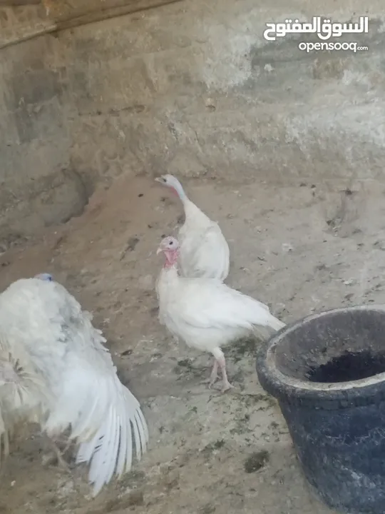 طقم حبش ابيض