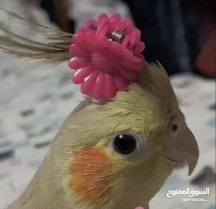 فراخ كوكتيل زق يدوي عمر 15 يوم للبيع.