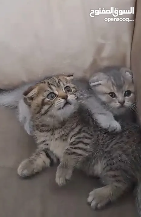 Scotch Fold and American Curl Kittens