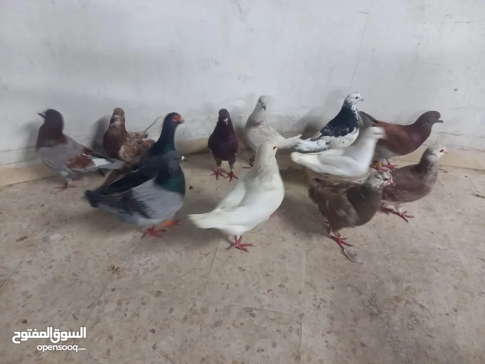حمام مالطي جامبو البيع كوم بسعر حرق