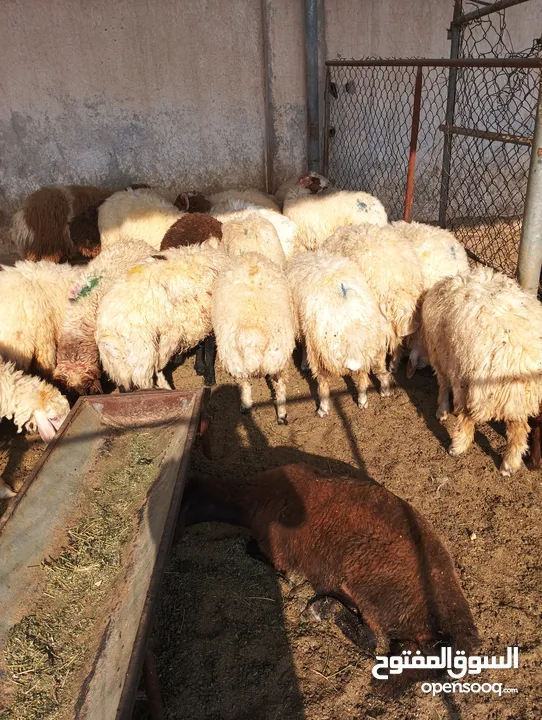 ذبيح للبيع طيبه سمان عزيمه ثلاجه خرفان طيبة هرفي جذع وتساب اتصال لتوصيل جميع مناطق قطر سوري بلدي