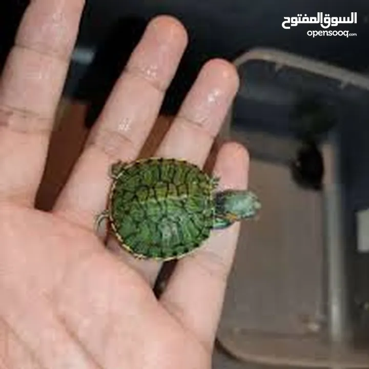 سلحفاه سلاحف برمائيه مائيه  بيبي سلحفاة الزينه الامازوني