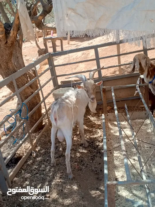 للبيع ثني كفاله هداد علي ردد