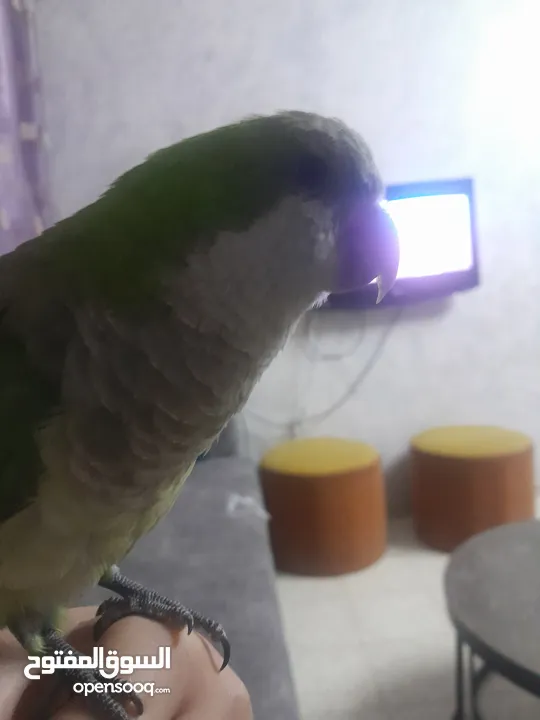 ببغاء كويكر أليف للبيع