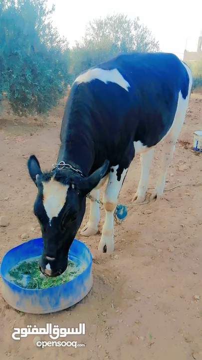 بكيرة عشار كبير