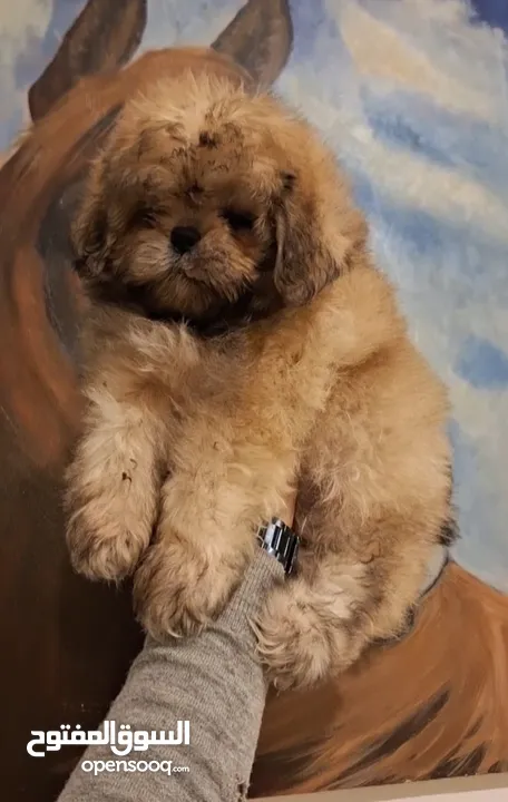 جراء شيتزو مستوى عالي جدا Shih Tzu