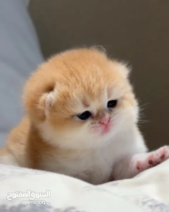 Gold Scottish fold