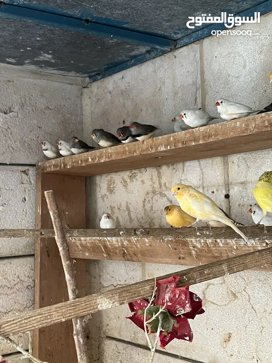عرض خاص طيور حب جواز كلها شغالة اهالي فراخ ومكفولة شهر كامل باذن الله ، نقي اي جوز واي لون بعجبك