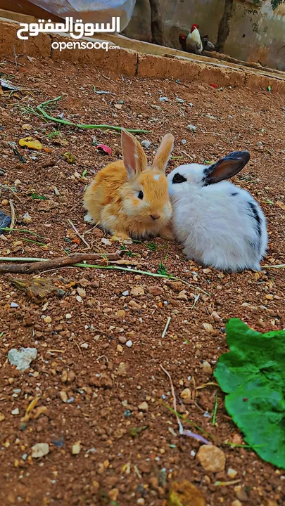 ارانب منزليه كيوت صغار