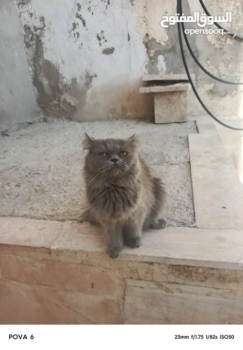 قط شيرازي  ذكر