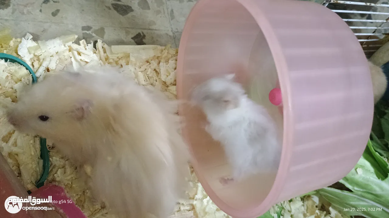cute Hamsters for sale . very nice and joyful creatures 5 JDs for pair