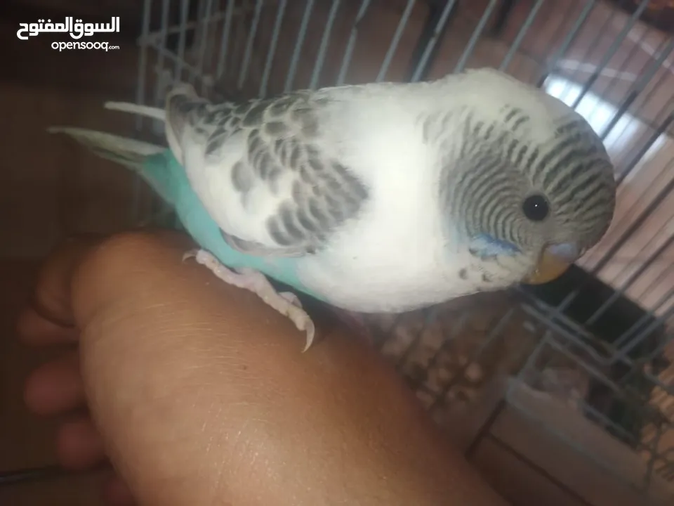 عصافير حب بادجي 2 مع القفص