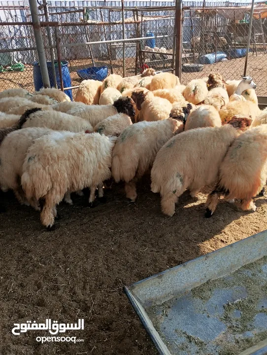 ذبيح للبيع طيبه سمان عزيمه ثلاجه خرفان طيبة هرفي جذع وتساب اتصال لتوصيل جميع مناطق قطر سوري بلدي