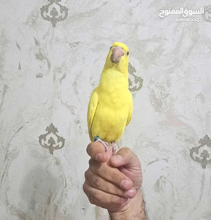 ببغاء درة دره لاتينو فرخ