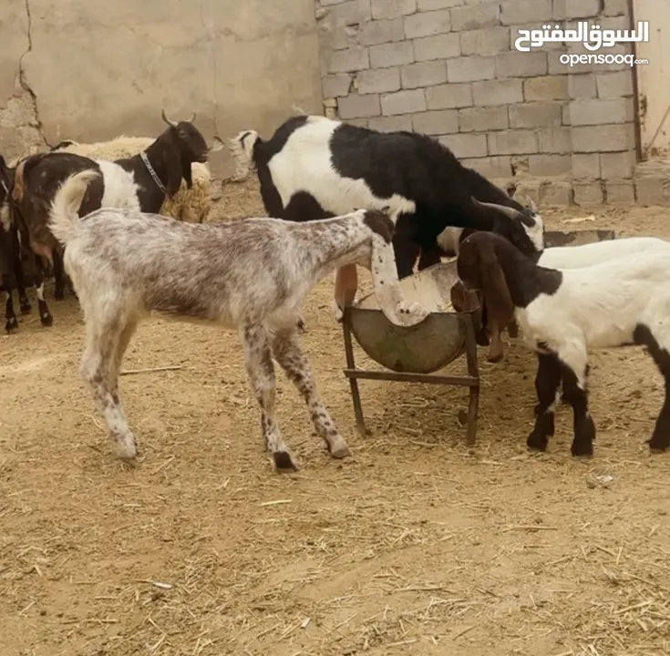 صخول افغاني 5اكبار و 4 عمارهن 3اشهر والكبار بيهن وحده شايله بشهره الخير ع ولاده