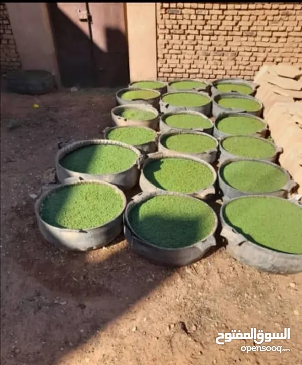 علف الازولا يزرع مره وينتج يوميا مدى الحياه للدجاج والمواشي وجميع الحويانات