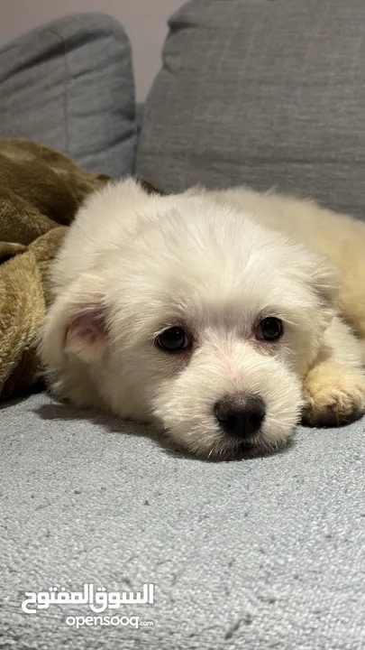 Maltese puppy 3 month old