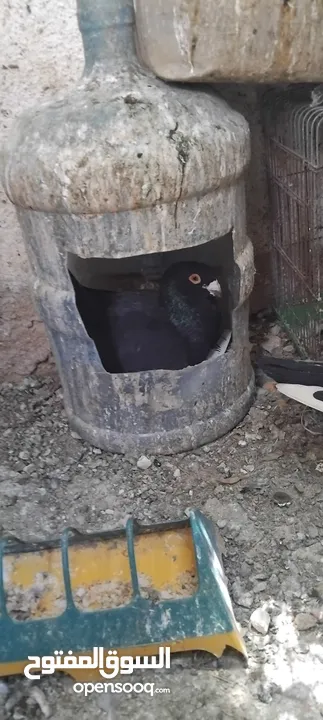 حمام مشكل عند صورهن