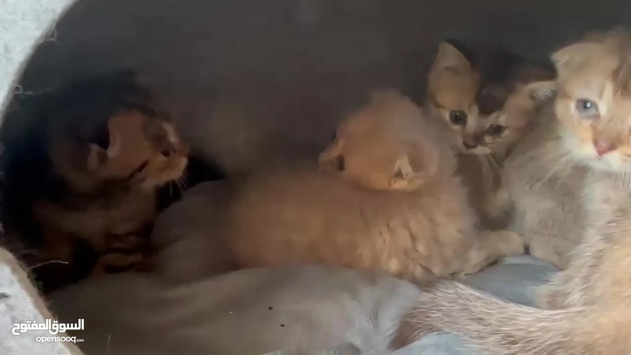 Scottish fold males