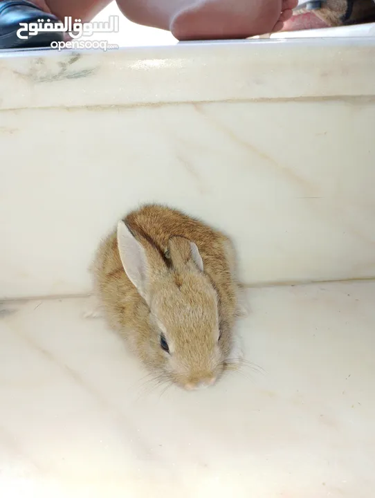 ارانب صغيره الوان مميزه اليه للغاية  ،،،،،،