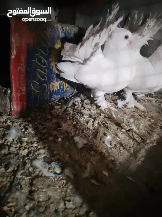 متاح جواز و حبات فلت موجودات طبربور سعرهن كويس