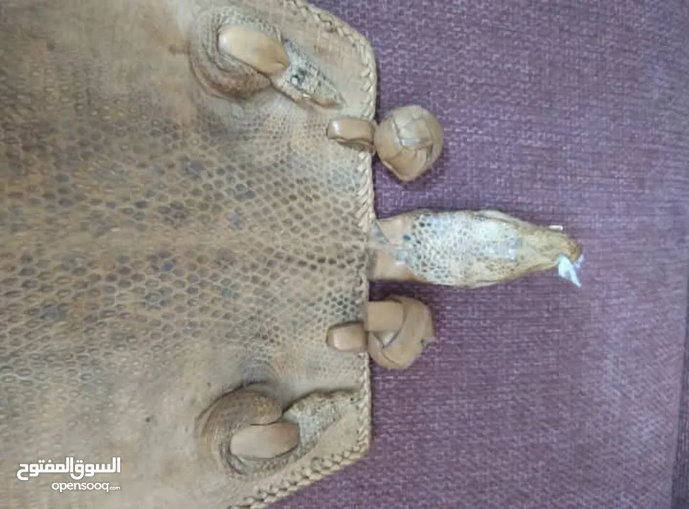 نوادر..حقيبة من جلد صغير تنين الكومودو