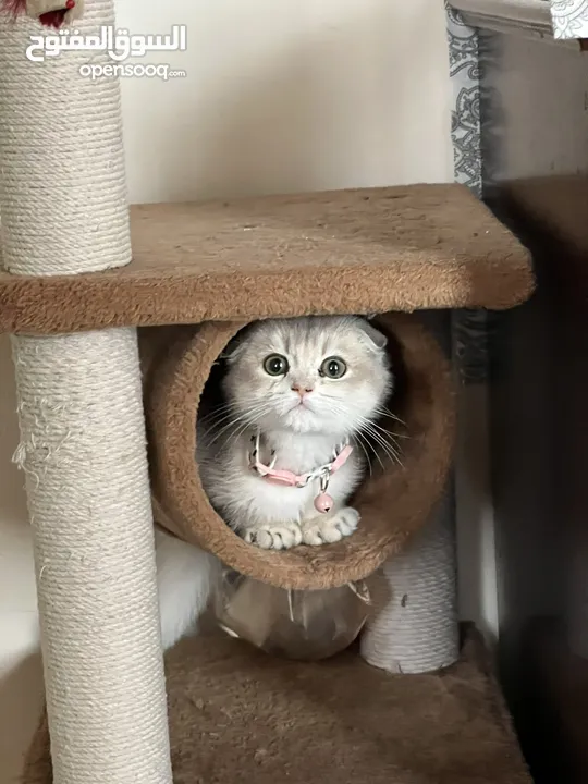 SCOTTISH FOLD MALE KITTEN