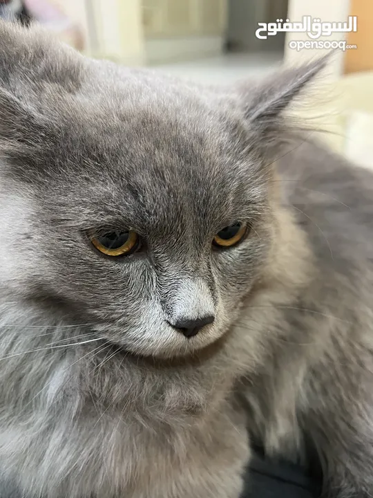 British Longhair gray cat
