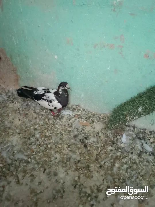 جبل جوفه حي ام تينه
