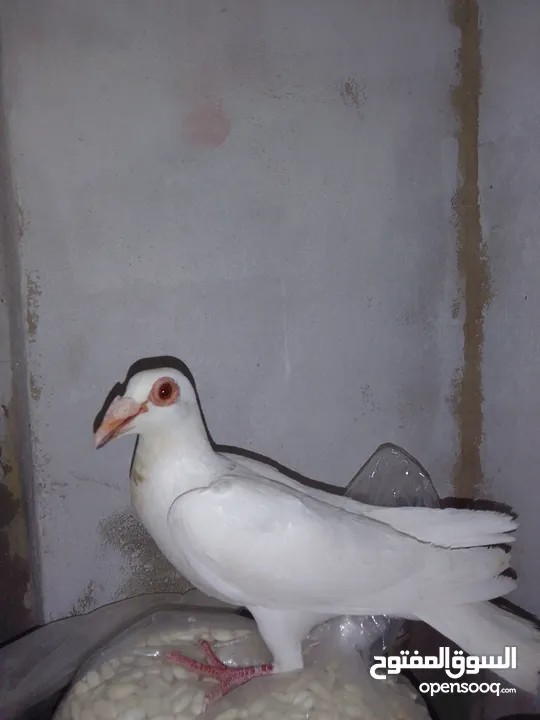حمام الطيور
