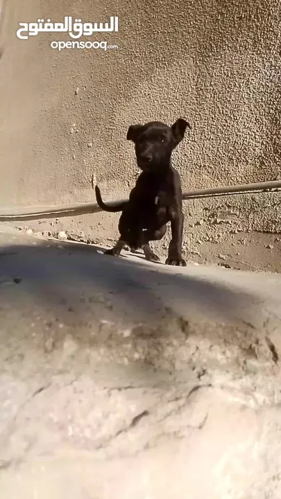 كلب بيتبول عمر شهرين للبيع