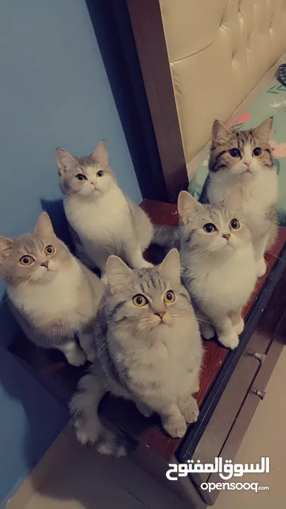 Available kittens for sale high quality breed Cats (Silver British breed & Scottish straight breed.)