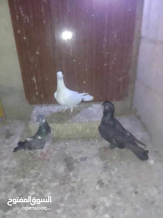 ثلث طواير للبيع