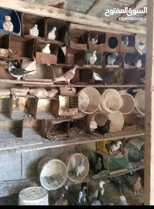 كوم حمام كش للبيع كلها فحول صواريخ بسعر حرق للتواصل بالوصف