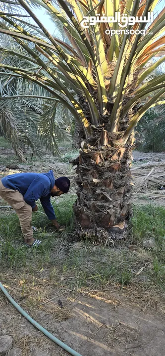 برحي حر ابي الخصيب