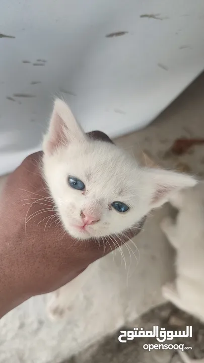 kitten 1month aged