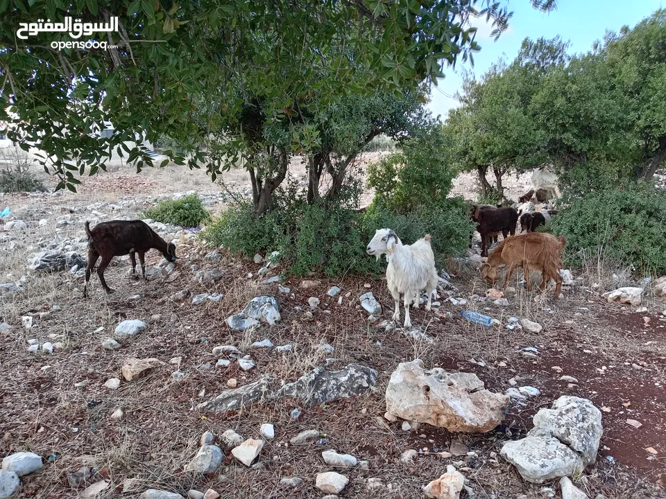 حوش كامل مواليد ومعاشير