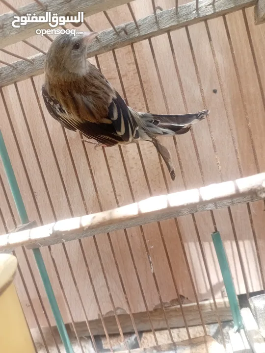 بندوق حسون