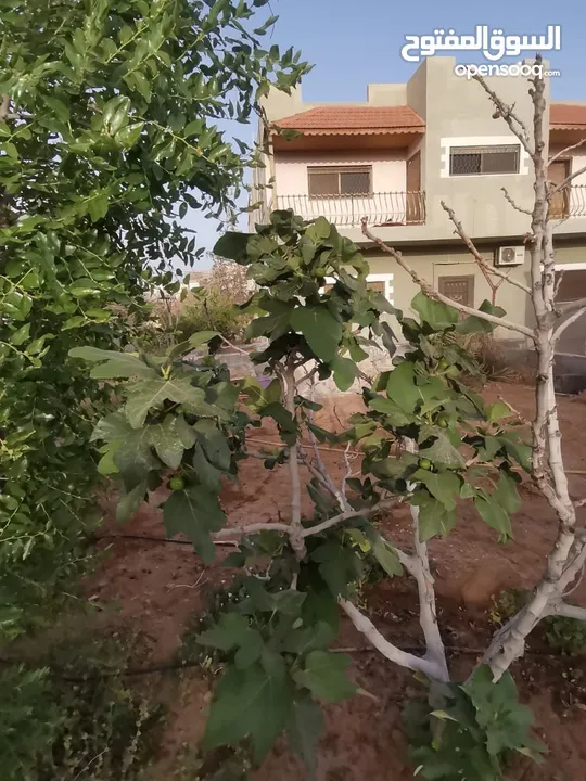 منزل مستقل للبيع مساحة 442 مكون من طابقين  الطابق الاول مستقل وشقتين الطابق الثاني كل شقه مستقله