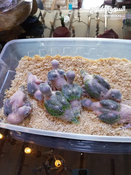 يتوفر ببغاء اليف زق يدوي  لوري اليف قرين شيك الي كوكتيل اليف  دره اليف  روز اليف  فشر اليف  حب اليف