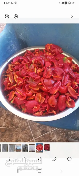 يوجد مقدوس طازج للبيع
