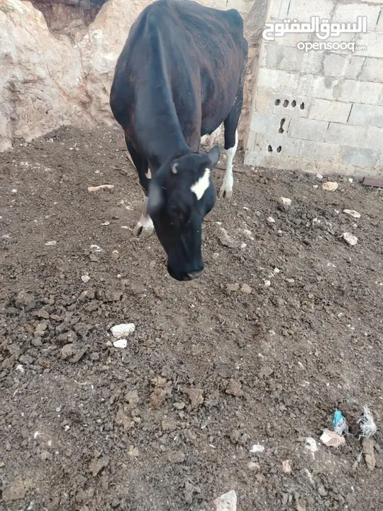بقرة اضحية صلاة النبي