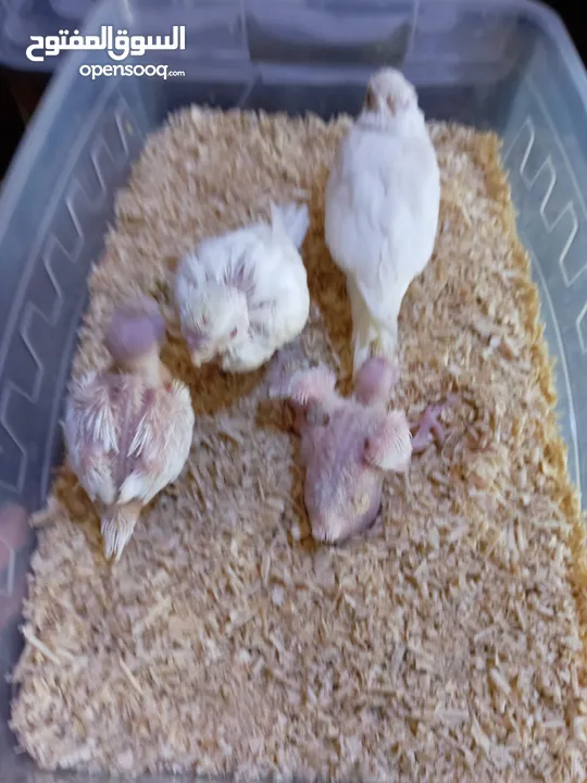 يتوفر ببغاء اليف زق يدوي  لوري اليف قرين شيك الي كوكتيل اليف  دره اليف  روز اليف  فشر اليف  حب اليف