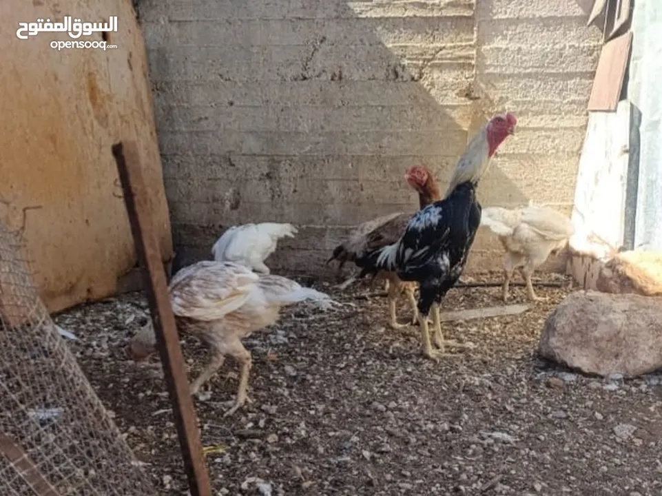 متواجد بيض مخصب تفقيس 99/100